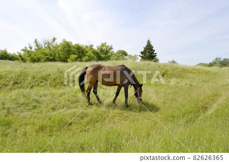 Beautiful wild brown horse stallion on summer flower meadow Beautiful wild brown horse stallion on summer flower meadow 82626365