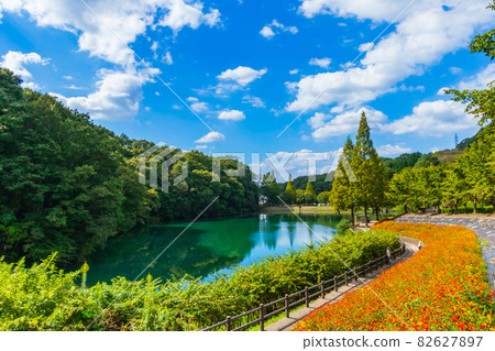 Gifu World Rose Garden, Kibana Cosmos in full bloom <Kani City, Gifu Prefecture> 82627897