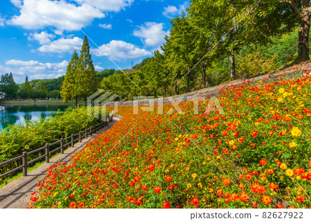 Gifu World Rose Garden, Kibana Cosmos in full bloom <Kani City, Gifu Prefecture> 82627922