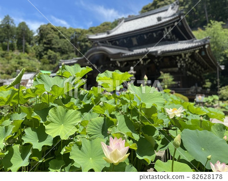 Mimuroto Temple and lotus flower Mimuroto Temple and lotus flower 82628178
