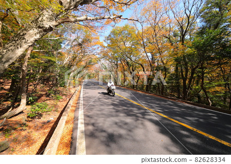 Forest tunnel, Hallasan, 516 road,, maple, autumn, fallen leaves, autumn scenery, Forest tunnel, Hallasan, 516 road,, maple, autumn, fallen leaves, autumn scenery, 82628334