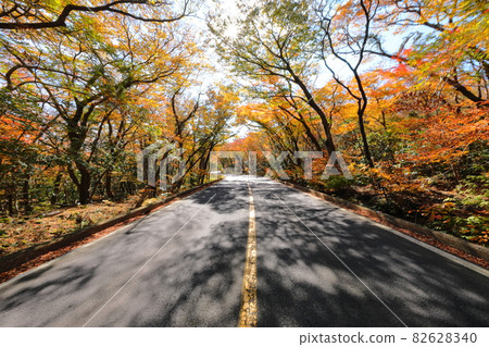 Forest tunnel, Hallasan, 516 road,, maple, autumn, fallen leaves, autumn scenery, Forest tunnel, Hallasan, 516 road,, maple, autumn, fallen leaves, autumn scenery, 82628340