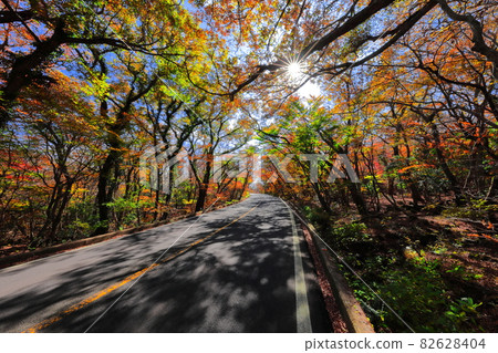 Forest tunnel, Hallasan, 516 road,, maple, autumn, fallen leaves, autumn scenery, 82628404