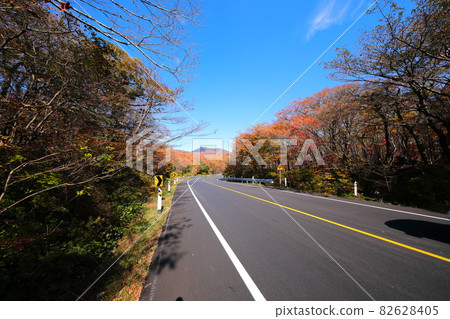 Forest tunnel, Hallasan, 516 road,, maple, autumn, fallen leaves, autumn scenery, 82628405