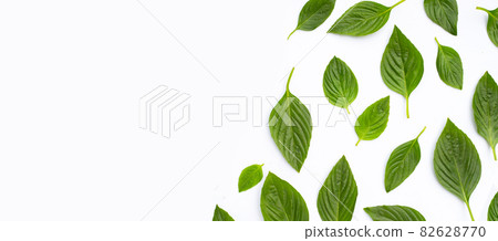 Sweet basil on white background. Sweet basil on white background. 82628770