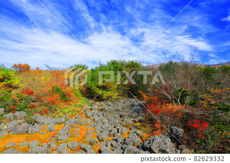 1100高地,1100路,濕地,秋天,楓葉,落葉, 1100高地,1100路,濕地,秋天,楓葉,落葉, 82629332