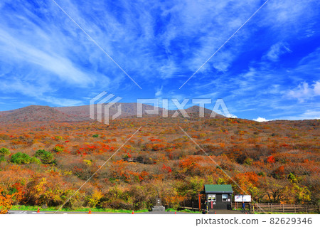 1100 Highlands, 1100 Roads, Wetlands, Autumn, Maple Leaves, Fallen Leaves, 82629346