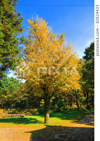 1100 Highlands, 1100 Roads, Wetlands, Autumn, Maple Leaves, Fallen Leaves, 1100 Highlands, 1100 Roads, Wetlands, Autumn, Maple Leaves, Fallen Leaves, 82629433