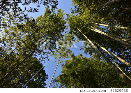 It is "Aoba no Mori Ryokuchi" in Aobayama, a natural monument of Sendai City. 82629488