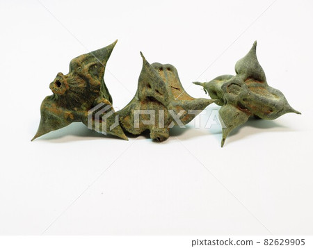 A cormorant 82629905