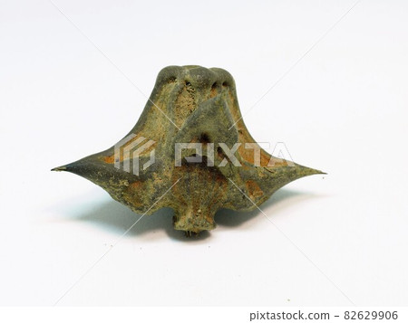 A cormorant A cormorant 82629906