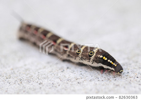 Caterpillar larva 82630363