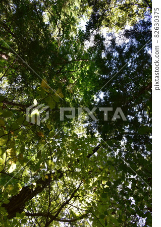 It is "Sendai City Aoba no Mori Ryokuchi" in Aobayama, a natural monument of Sendai City. It is "Sendai City Aoba no Mori Ryokuchi" in Aobayama, a natural monument of Sendai City. 82630375