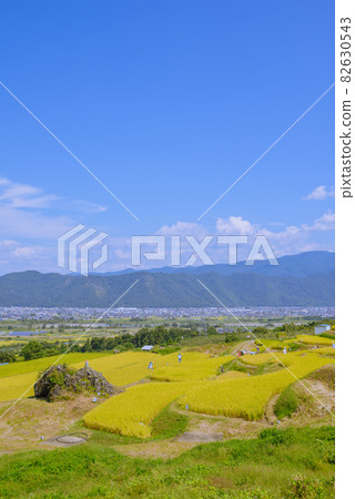 [Japan's three major car windows] Meiishi and niece terraced rice fields [Zenkojidaira] 82630543