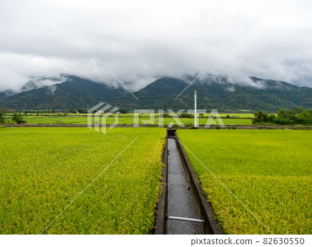 Green rice fields,white clouds, mountains in Hualien, Taiwan. Green rice fields,white clouds, mountains in Hualien, Taiwan. 82630550