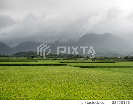Green rice fields,white clouds, mountains in Hualien, Taiwan. Green rice fields,white clouds, mountains in Hualien, Taiwan. 82630556