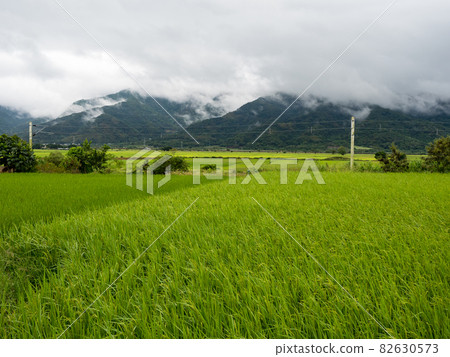 Green rice fields,white clouds, mountains in Hualien, Taiwan. 82630573