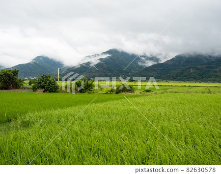 Green rice fields,white clouds, mountains in Hualien, Taiwan. Green rice fields,white clouds, mountains in Hualien, Taiwan. 82630578