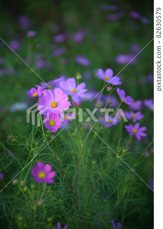 Cosmos that blooms quietly at dusk Cosmos that blooms quietly at dusk 82630579
