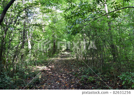 It is "Aoba no Mori Ryokuchi" in Aobayama, a natural monument of Sendai City. It is "Aoba no Mori Ryokuchi" in Aobayama, a natural monument of Sendai City. 82631256