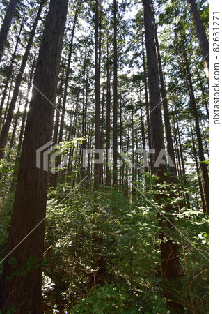 It is "Aoba no Mori Ryokuchi" in Aobayama, a natural monument of Sendai City. 82631271