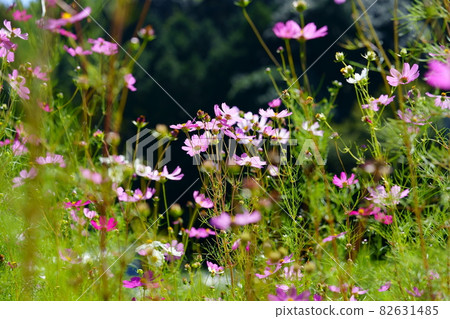 黑底亮搓7 黑底亮搓7 82631485