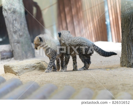 Twin cheetah 82631652