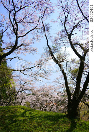 Shibayama Kofungun的櫻花（千葉縣桑武區橫芝光町） 82632491