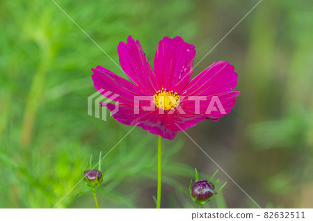 波斯菊今濱町波斯菊場 82632511