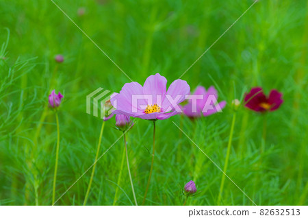 波斯菊今濱町波斯菊場 82632513