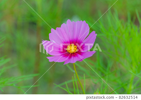 波斯菊今濱町波斯菊場 82632514