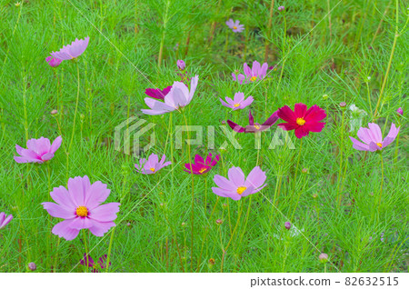 波斯菊今濱町波斯菊場 82632515