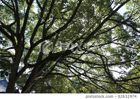 奈良樹 奈良樹 82632974