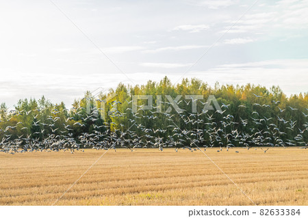 A big flock of barnacle gooses is flying above the field. Birds are preparing to migrate south. September 2019, Finland 82633384