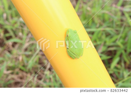 隱藏在電線桿中的樹蛙 隱藏在電線桿中的樹蛙 82633442