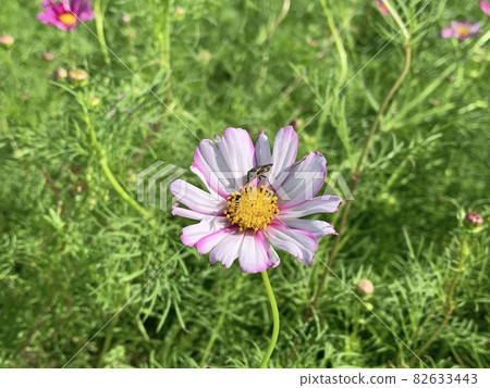 蜜蜂棲息在宇宙中 蜜蜂棲息在宇宙中 82633443
