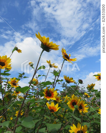 Blue sky and yellow flowers (Ludobekia) 82633800