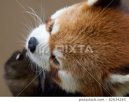 Red panda scratching the chin 82634265