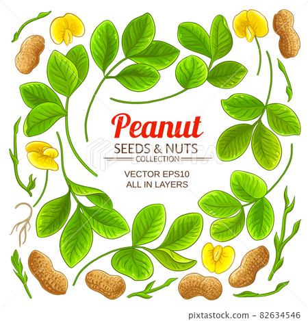 peanut elements set on white background 82634546