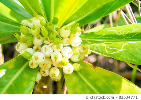 Beach naupaka fruit Beach naupaka fruit 82634771