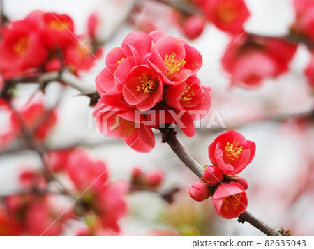 木高 木高 82635043