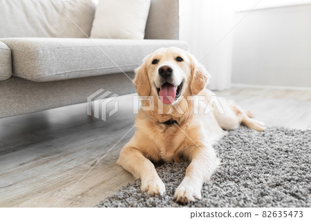 Portrait of cute dog lying on the floor carpet 82635473