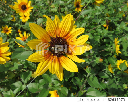 Yellow flowers and bees 82635673
