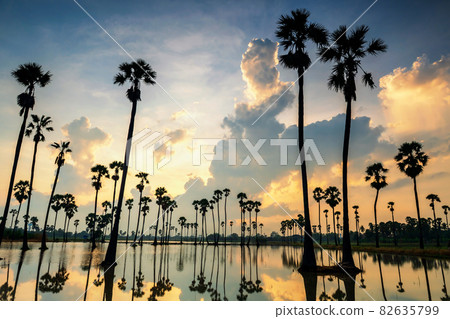 palm tree farm with natural reflection at sunrise 82635799