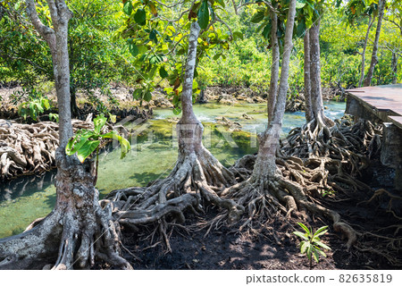 Tha Pom Khlong Song Nam in summer, Krabi 82635819