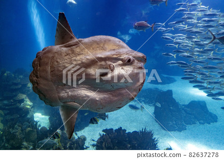 Sunfish underwater close up portrait Sunfish underwater close up portrait 82637278