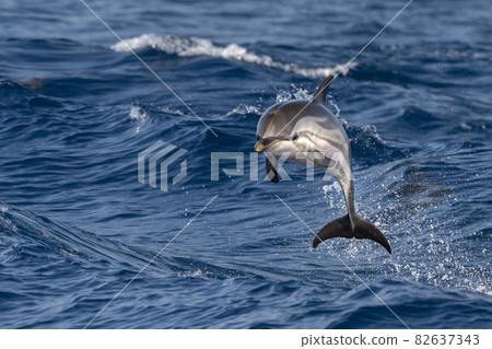 striped Dolphin while jumping in the deep blue sea striped Dolphin while jumping in the deep blue sea 82637343