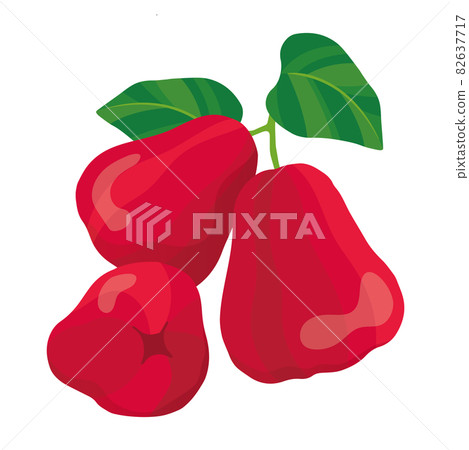 蘋果蘋果（玫瑰蘋果）的插圖 82637717