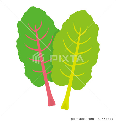 Illustration of swiss chard Illustration of swiss chard 82637745