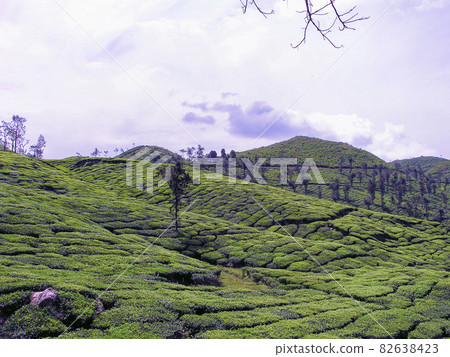 Tea Gardens at Munnar, Kerala, India 82638423